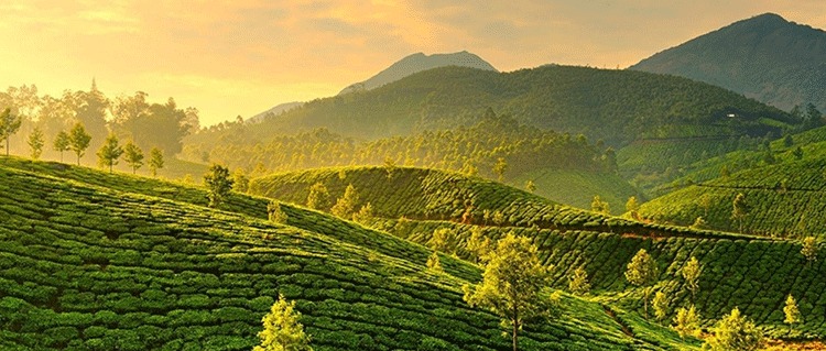 Munnar & Thekkady Tour Packages