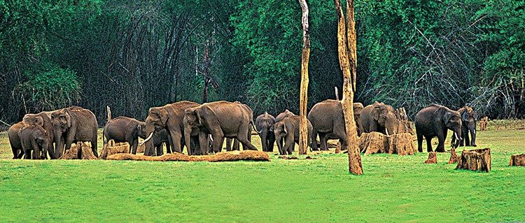 Munnar & Thekkady Tour Packages