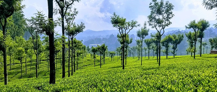 Coonoor