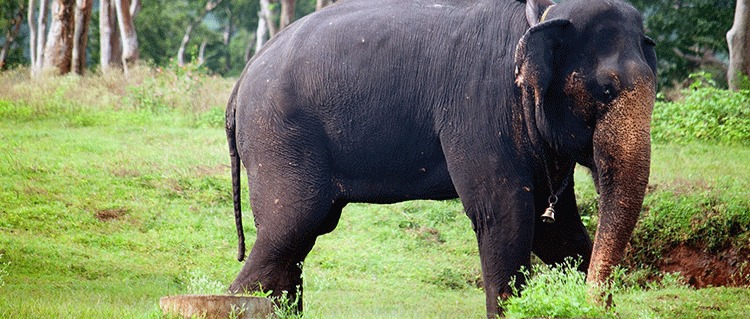 Mudumalai wildlife sanctuary