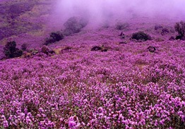 Munnar