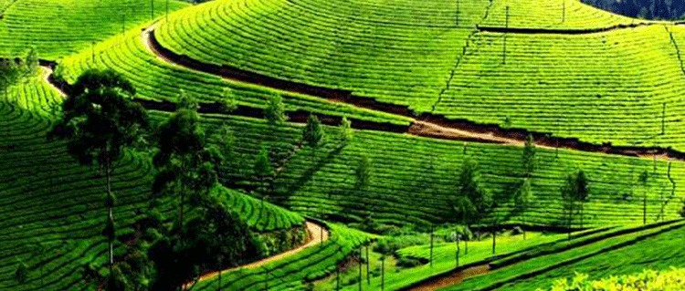Darjeeling Greeny View
