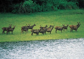 Bangalore-Kabini-Tour