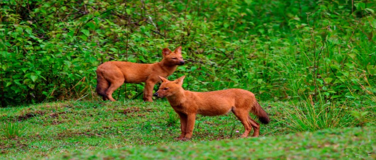 Bangalore-Kabini-Tour