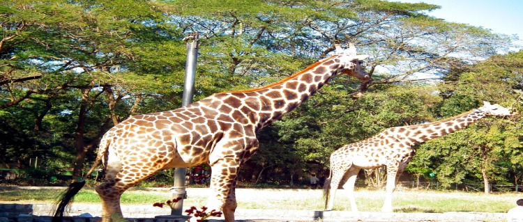 mysore-zoo-sightseeing