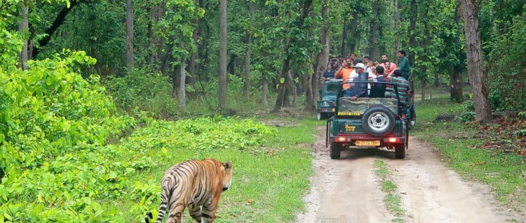 Karnataka Wildlife Safari Tour Package
