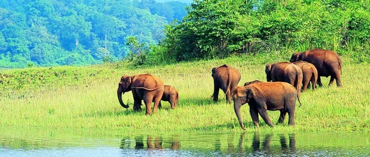 National-Park-Thekkady