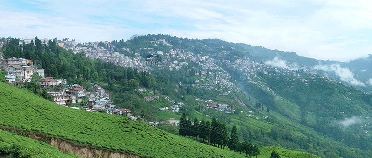 Darjeeling mountain Fog