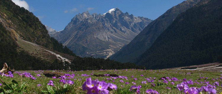 Darjeeling wild Flower