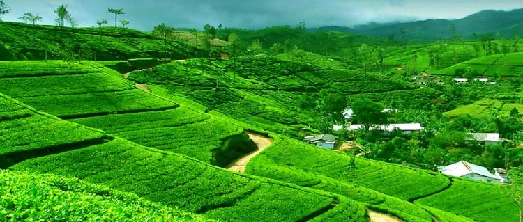 Darjeeling-Greeny-Valley