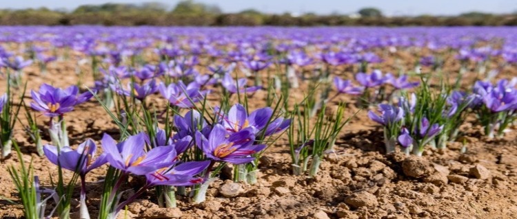 growing saffron