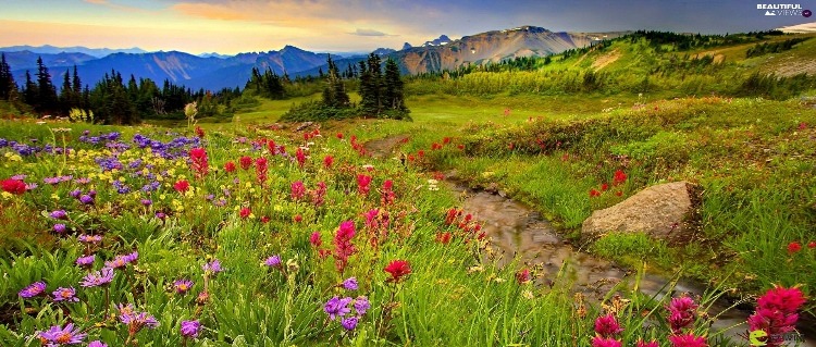 meadow flowers