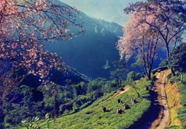 Darjeeling Honeymoon tour