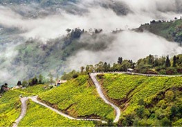 Darjeeling tour