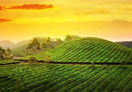 Explore Darjeeling Tour