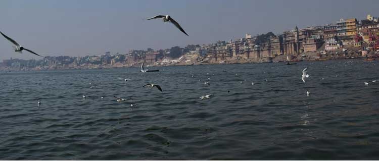 Migratory Birds Playing On The Ganga River at Varanasi
